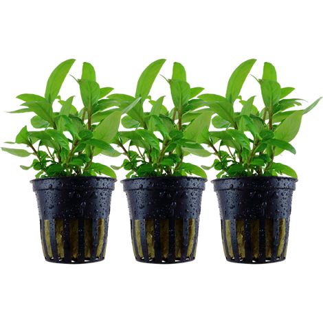 Aquarium Pflanze 3 Stück Staurogyne repens Wasserpflanze Tropica Nr.049G Set