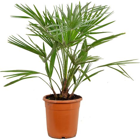Bloomique - Chamaerops Humilis - Palmier nain européen - Palmier rustique - Plantes de jardin - Hauteur 70-80 cm - Pot 21 cm