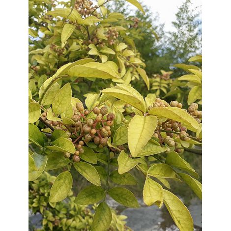 Poivrier coréen Pot de 4L/5L (1/2)