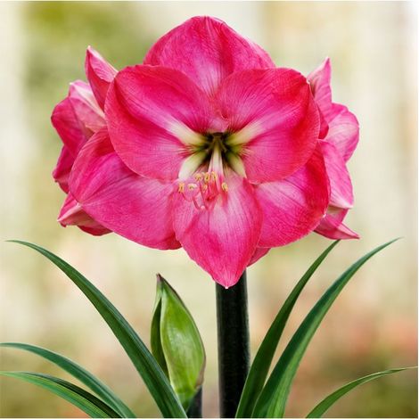 Amaryllis Hippeastrum Sgaravatti 1 bulbe rose, grande floraison décorative idéale en pot et intérieur - 692727 (1/3)