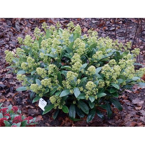 1 PIANTA DI SKIMMIA JAPONICA FINCHY VASO 15CM