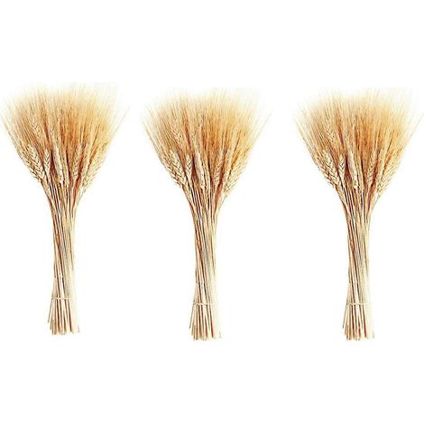 Paille de blé séchée, 300 épis, pour décorer les tables de mariage et les cuisines domestiques (15,7 pouces). (1/5)