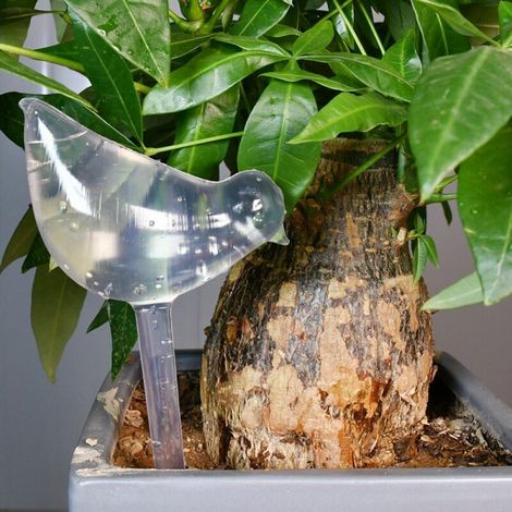 royaluxe - Lot de 6 globes d'arrosage en verre avec pointes auto-arrosage en forme d'oiseau pour plantes, intérieur et extérieur (1/4)