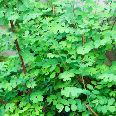 Chèvrefeuille à Feuilles De Buis Maigrün - Lonicera nitida Maigrün 30cm en pot (1/4)