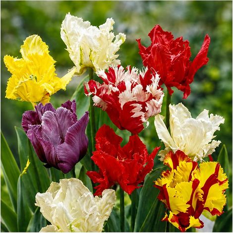 Tulipes Perroquet Sgaravatti 20 bulbes en mélange, fleurs originales aux pétales découpés pour massifs et bouquets - 019043 (1/3)