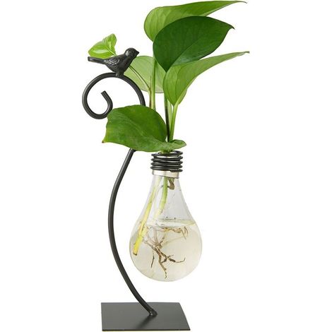 Jardinière en verre de bureau, Vase hydroponique, Support de terrarium pour plantes de chat, Conteneur Scindapsus (1/5)