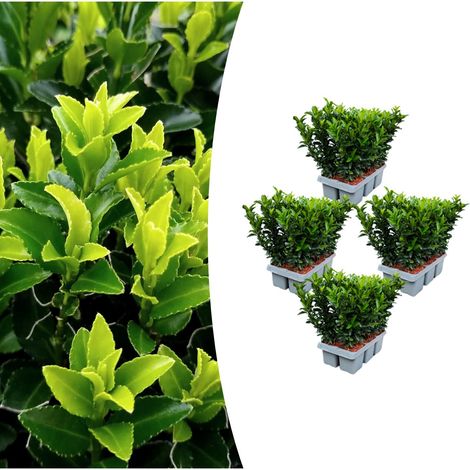 Lot de 24 Fusains du Japon Euonymus Green Spire pour Haie et Bordure - Ø 7 cm - H 15 cm - PANGIVO (1/4)