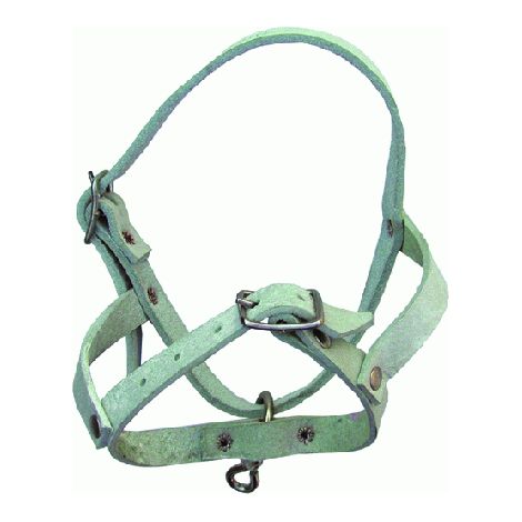 Licol pour mouton en cuir de buffle avec boucle et crochet pour mouton