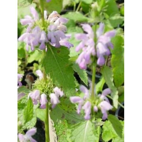 Sauge de Jérusalem 'Amazone' Godet de 8/9 cm (1/2)