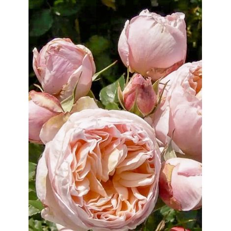 Rosier moderne 'Belle Romantica' Racines nues en motte (1/2)