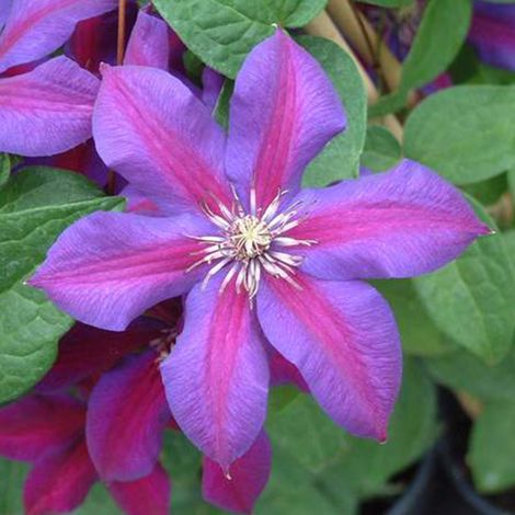 Clématite  - Clematis 'Mrs N. Thompson'  - 50-60 cm pot