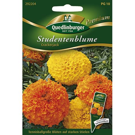 Quedlinburger Saatgut – Rose d'Inde « Crackerjack » – Graines de fleurs, tagète haut, fleurs orange et jaune, hauteur env. 60-90 cm