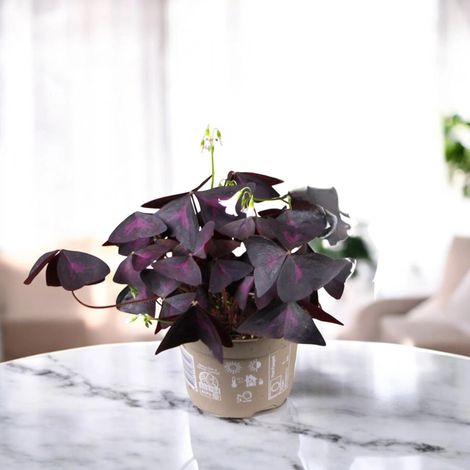 Gardenaria Oxalis triangularis - Pianta da interno ornamentale - Altezza: 20 cm (vaso 12) (1/4)