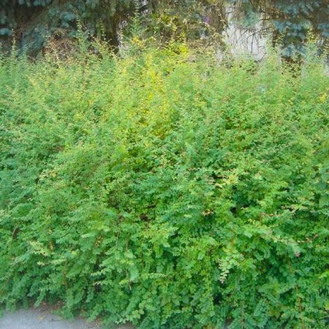 Symphorine de Chenault 'Hancock' (Symphoricarpos x chenaultii 'Hancock')