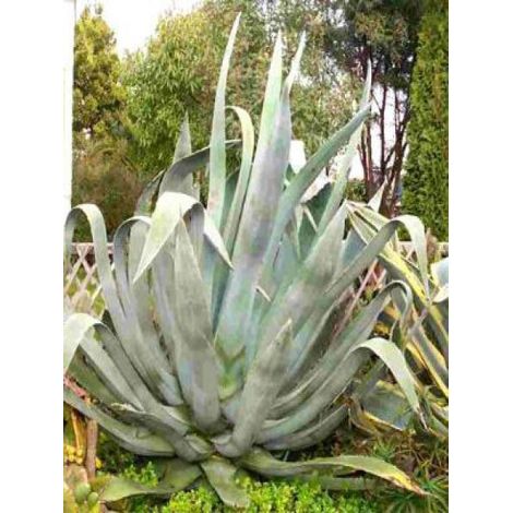 Agave Pot de 3L/4L (1/5)