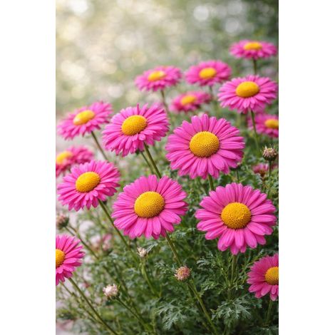 Ätherisches Öl der Römischen Kamille aus Marokko, 10 %