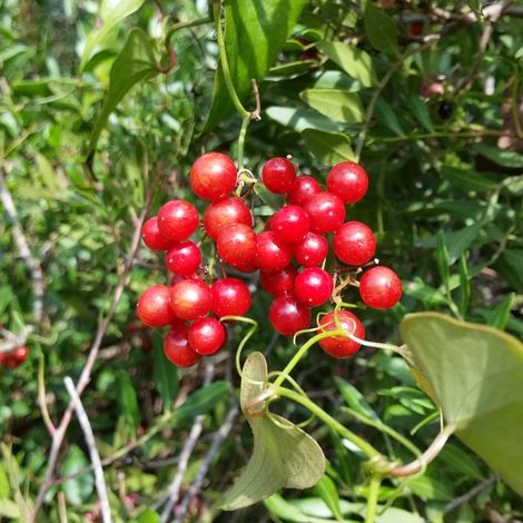 Smilax aspera - salsapariglia, stracciabraghe - alveolo forestale (1/2)
