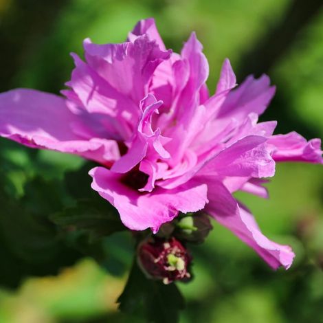 Hibiscus Purple Ruffles® 'Sanchonyo', Althéa/Pot de 15L (1/5)