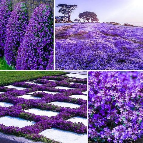 Thym Aromatique – 30000 Graines pour Conteneurs et Balcons, Herbes Aromatiques Faciles à Cultiver, Violet (1/5)