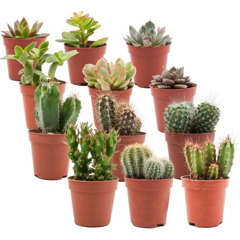 Lot de 12 Mini Cactus et Succulentes Plantes Grasses Naturelles Ø 5,5 cm Hauteur 5-10 cm - PANGIVO (1/4)