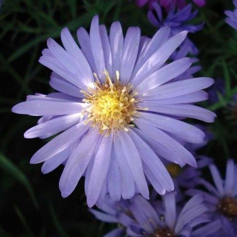 4 x Aster nain  - Aster dumosus 'Lady In Blue'  - godet 9x9 cm (1/5)
