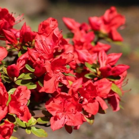 Pépinières Naudet – Rhododendron du Japon 'Fête des Mères' – Arbuste persistant – Fleurs rose vif au printemps – Hauteur à maturité < 1m – Exposition mi-ombre (1/3)