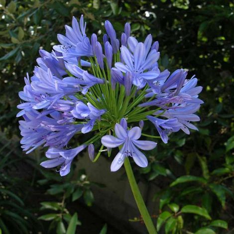 Agapanthe umbellatus Bleue (anciennement africanus)/Pot de 7,5L - 40/60 cm
