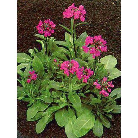 Arabette de Californie 'Frühlingzauber' Godet de 8/9 cm (1/2)