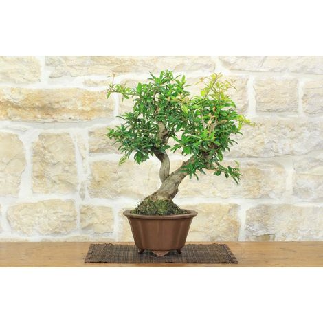 Bonsai di Melograno giapponese "Nejikan" (28) (1/5)