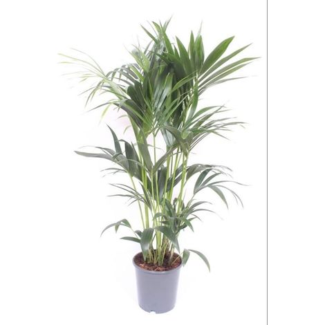 Palmier Kentia Howea Forsteriana - Plante d'Intérieur Verte - Pot Ø 24 cm - Hauteur 120 cm - PANGIVO