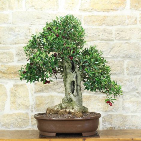 Bonsai di Olivo, alto 94 cm, esemplare unico (1/5)