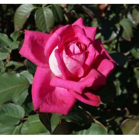 Gardenaria Rosa 'Acapella' - Rosa da giardino - Altezza: 40/50 cm (vaso20) (1/2)