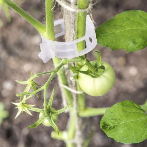 Lot de 100 pinces à tomates grimpantes en plastique pour légumes, plantes et tomates - Blanc (1/5)