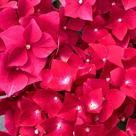 Hortensia macrophylla merveille sanguine - Hydrangea macrophylla merveille sanguine Pot 3L (1/2)