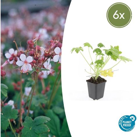 Lot de 6 Géraniums Vivaces Spessart Plantes Couvre-sol Fleurs Blanches 10-25 cm Pot Ø 9 cm - PANGIVO (1/5)