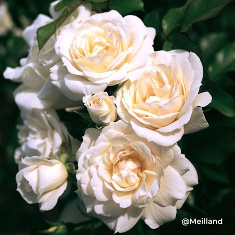 Rosier 'Carte Blanche' ® (Rosa 'Carte Blanche' ®)