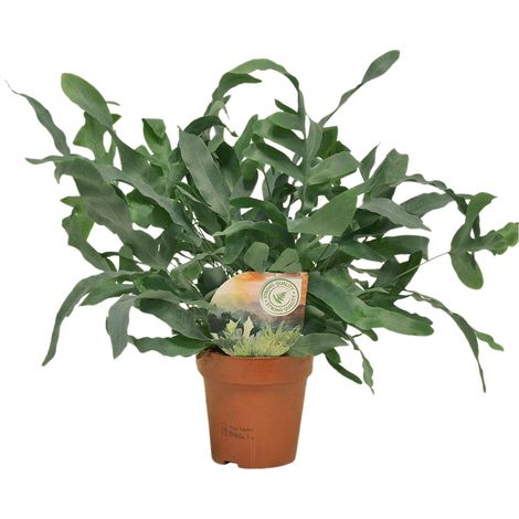 Phlebodium Blue Star Fougère Bleue Plante d'Intérieur Décorative Pot Ø12 cm Hauteur 35 cm - PANGIVO (1/5)