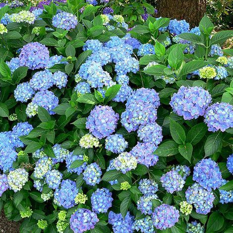 Hortensia  - Hydrangea macrophylla 'Blauer Prinz'  - 25-30 cm pot