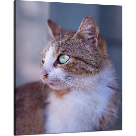 Leinwanddruck Tiere Ingwerkatze 80x100 cm