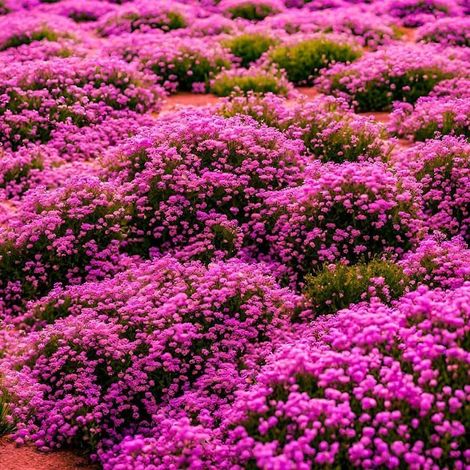 20000 Graines Thym Serpolet Rouge/Rose – Plante Tapissante Mellifère, Idéale Bordures & Terrasse (1/5)