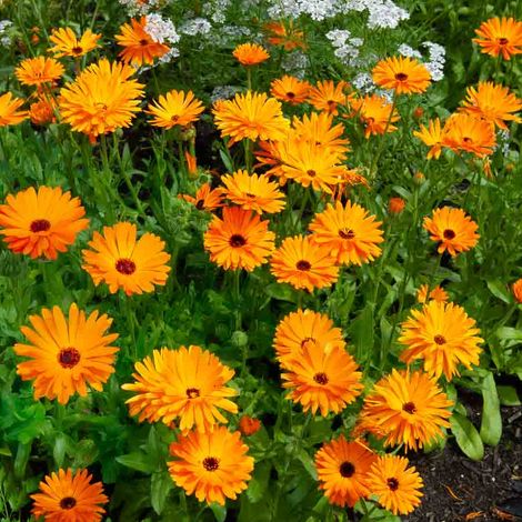 Vilmorin – Souci orange BIO – Graines de fleurs – Semis au printemps – Exposition ensoleillée – Attire les pollinisateurs et repousse les parasites