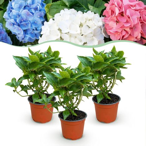 Hortensia Hydrangea macrophylla Tricolour Lot de 3 Plantes de Jardin Rose-Bleu-Blanc - PANGIVO (1/5)