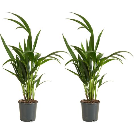 Bloomique - Lot de 2 - Howea Forsteriana - Kentia Palm - Plantes d'intérieur - Purificateur d'air - Convient aux animaux - 40-60 cm de haut - Pot 13 cm (1/5)