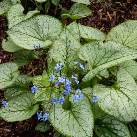 Bloomique - Lot de 6 - Brunnera Macrophylla - Myosotis du Caucase - Plante de Jardin - Floraison abondante - Rustique - Vivace 10 à 20 cm haut - Pot 9 cm