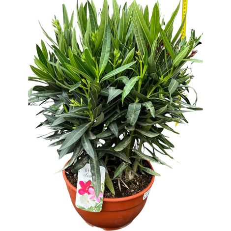 OLEANDRO TRICOLOR VASO 26CM