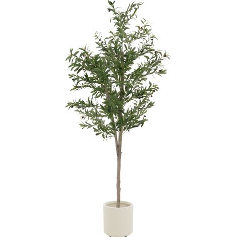 liguster im topf pflegen Liguster - Ligustrum delavayanum - Stamm Pflanze main image 1
