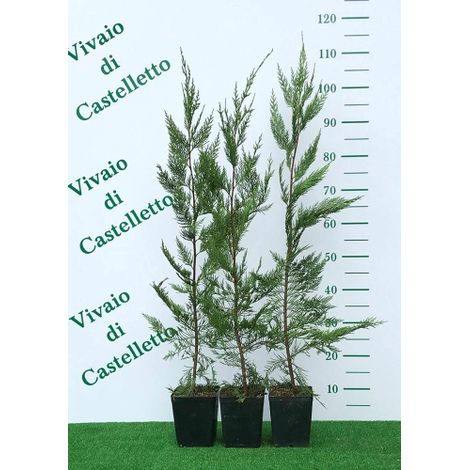 Cipresso di Leyland "Cupressocyparis leylandii" pianta da siepe in vaso ø9 cm h. 60/80 cm (1/5)