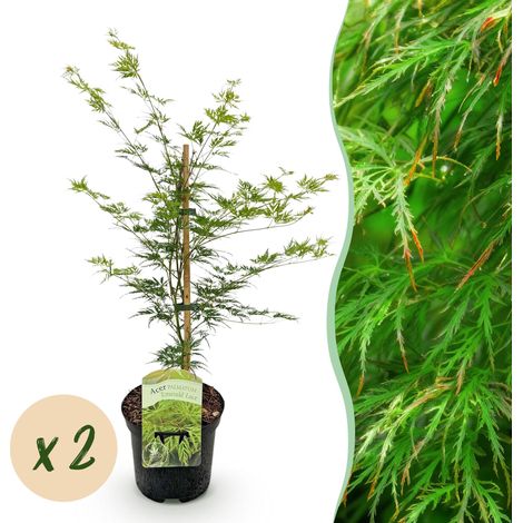 Érable du Japon Acer palmatum Emerald Lace Vert - Lot de 2 Plantes de Terrasse - Pot 19 cm H 70 cm - PANGIVO (1/5)