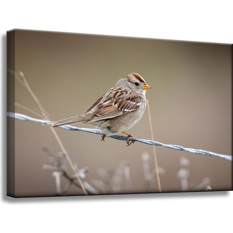 Leinwanddruck Tiere Spatz 60x40 cm