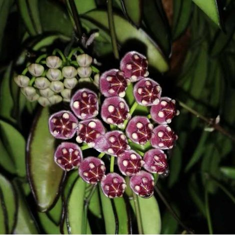 HOYA WAYETII TRICOLOR FIORE DI CERA VASO 12CM